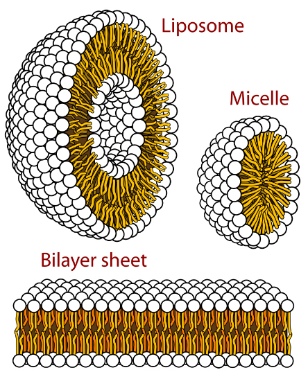 Membrane Biology